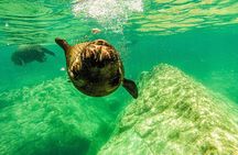 Whale Shark & Sea Lion Snorkeling Picnic at Espiritu Santo Island