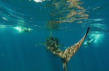 Whale Sharks and Sea Lions Snorkeling Picnic at Balandra Beach