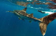 Whale Sharks and Sea Lions Snorkeling Picnic at Balandra Beach
