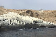 Horseback riding on beach, Winery, Alpacas, penguins & cowboyBBQ 