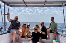 Dolphin Watching in Benalmadena