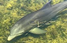 90-Minute Guided Eco Airboat Tour in Homosassa