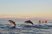 Lovina Dolphin Swim & Snorkel Sunrise with Scenic Viewpoints