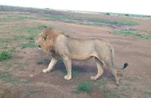Half Day Morning or Afternoon Guided Tour : Nairobi National Park