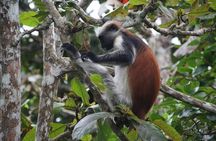 2 days tour from Jozani forest to Stone town zanzibar