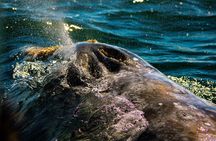 Gray Whale Journey: 10-Hour Tour with 3 Hours of Whale Watching
