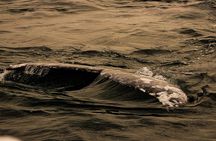 Gray Whale Journey: 10-Hour Tour with 3 Hours of Whale Watching