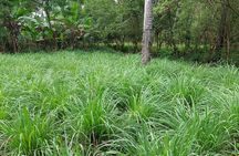 Full Day Private Tour in Stone town+Prison Island and Spice Farm 