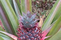 Full Day Private Tour in Stone town+Prison Island and Spice Farm 