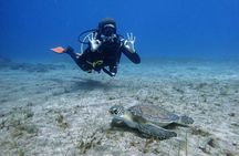 South of Tenerife : DSD Scuba Diving for beginners, Adeje