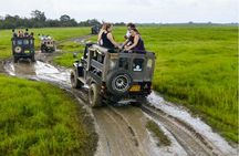 Kaudulla Jeep Safari & Dambulla Day Tour From Trincomalee