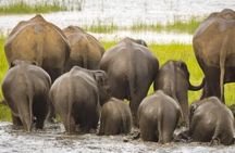 Kaudulla Jeep Safari & Dambulla Day Tour From Trincomalee