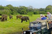 Kaudulla Jeep Safari & Dambulla Day Tour From Trincomalee