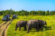 Kaudulla Jeep Safari & Dambulla Day Tour From Trincomalee