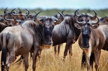 Aquila Game Reserve Safari with Park Fees, Transport & Lunch