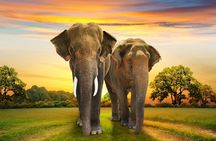 Aquila Game Reserve Safari with Park Fees, Transport & Lunch