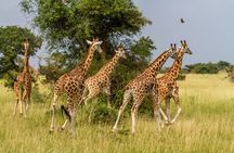 Aquila Game Reserve Safari with Park Fees, Transport & Lunch