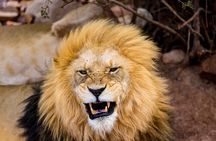 Aquila Game Reserve Safari with Park Fees, Transport & Lunch