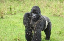 2 Days Ultimate Gorilla trekking