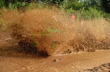Half-Day ATV or Buggy 4X4 from Bayahibe - La Romana