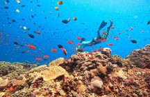 Swim With Manta Rays Snorkeling and Village Tour Lembongan 