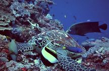 Swim With Manta Rays Snorkeling and Village Tour Lembongan 