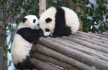 Full Day Tour to Chengdu Panda Centre and Sanxingdui Site