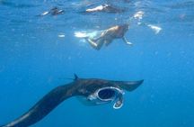 Swim with Manta Rays: Snorkeling Day Trip from Bali