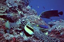 Lembongan Snorkeling Swim With Manta Rays and Island Tour