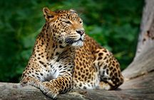 Classical Sri Lanka (7 Day Guided Round Tour)