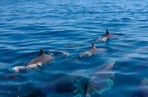 Mauritius: 5 island all inclusive with Ile aux cerfs/snorkeling