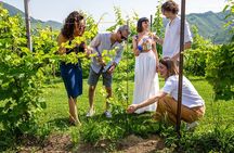 Prosecco tasting, appetizers and tour of the cellar and vineyards