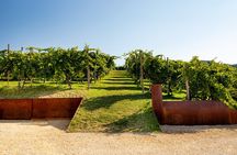 Prosecco tasting, appetizers and tour of the cellar and vineyards