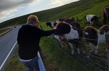Ponies Express Private Tour to Scalloway