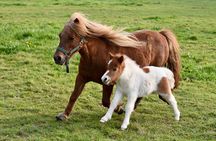 Ponies Express Private Tour to Scalloway