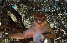 Day Trip from Fez to Middle Atlas Mountains, Cedar Forest & Azrou