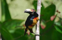 3-hour Belize Birdwatching Guided Tour