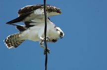 3-hour Belize Birdwatching Guided Tour
