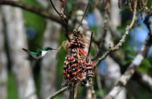 3-hour Belize Birdwatching Guided Tour