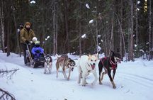 Dogsled and Reindeer Day Trip to Borealis Basecamp