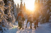 Dogsled and Reindeer Day Trip to Borealis Basecamp