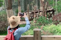 Chengdu Giant Panda Breeding Research Base Ticket