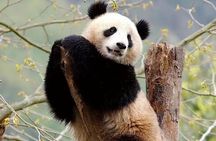 Chengdu Giant Panda Breeding Research Base Ticket