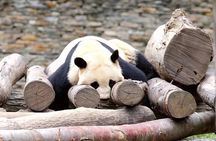 Chengdu Giant Panda Breeding Research Base Ticket