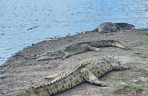 Nairobi National Park Safari Tour World's Wildlife Capital 