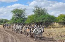 Nairobi National Park Safari Tour World's Wildlife Capital 
