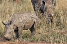 Nairobi National Park Safari Tour World's Wildlife Capital 