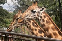 Day tour to Nairobi National Park and Giraffe Center