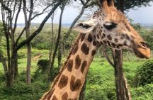 Day tour to Nairobi National Park and Giraffe Center