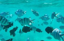 Full Day Private Mnemba Island + Turtles Aquarium & Kendwa Beach